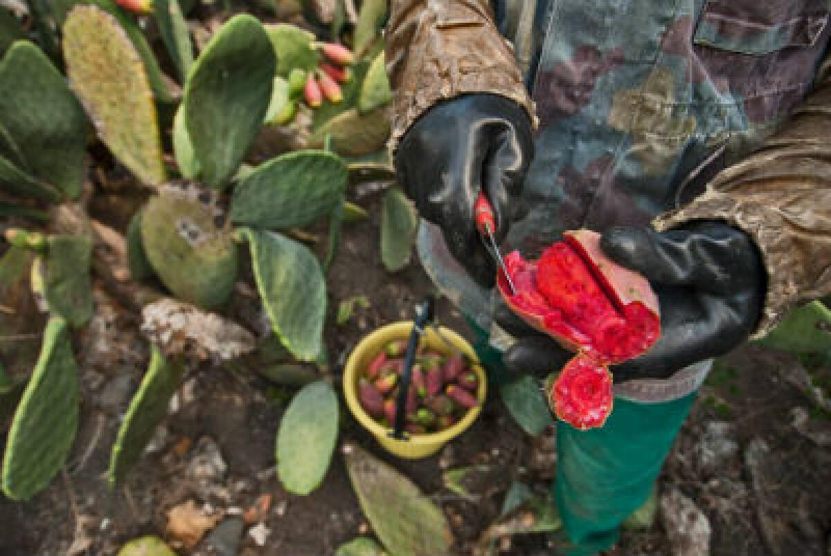 Il dna della mafia: l’esempio del fico d’india - 