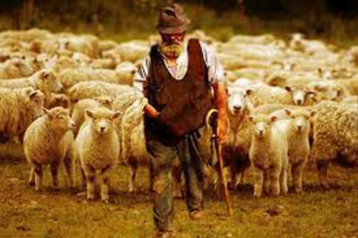 Nuovi “pastori” per un “gregge” stanco - 