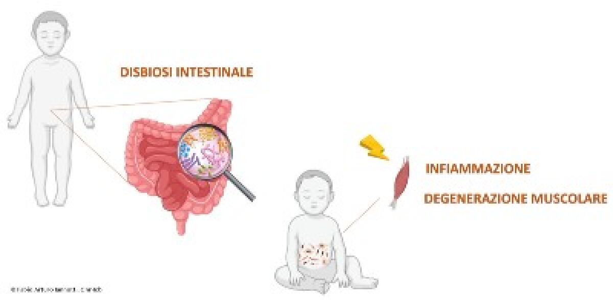 Nuova luce per la cura della distrofia muscolare di Duchenne - 