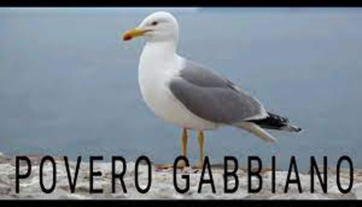 Nel 2022 il gabbiano Jonathan ha perso la compagna...che te lo dico a fare! - 