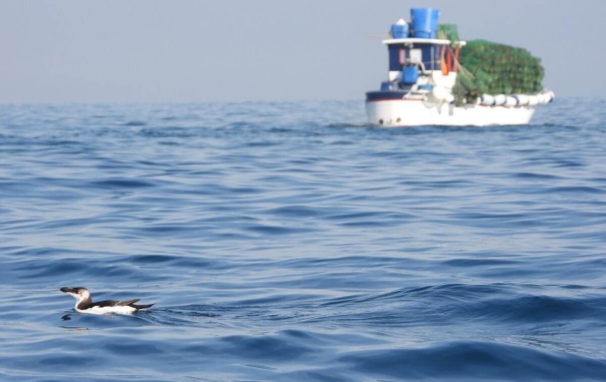 L’invasione della gazza marina nel Mediterraneo? La rivelano i social - 