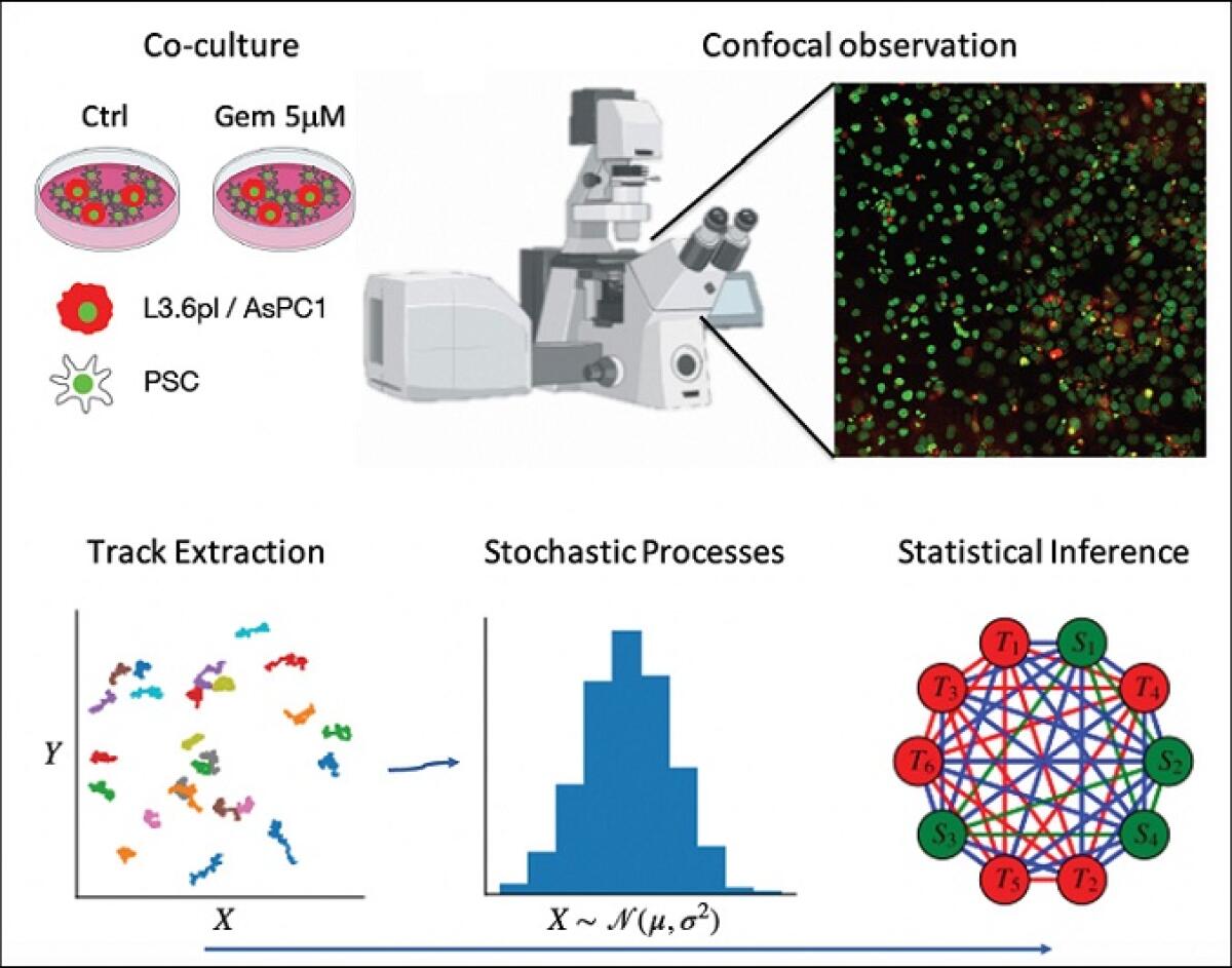 Valutare l’efficacia dei farmaci nei tumori pancreatici: un approccio computazionale - 