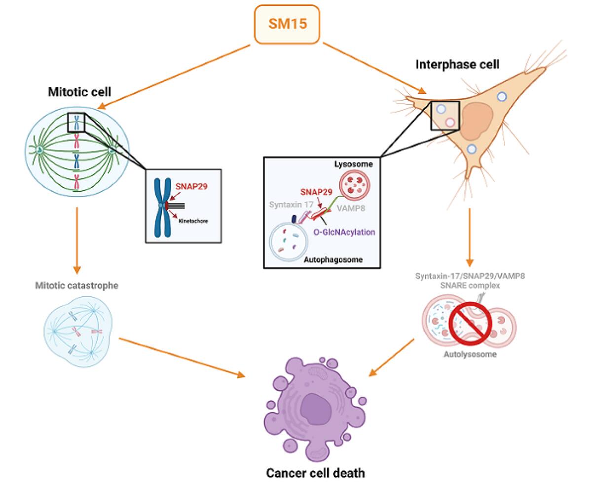 Nuova molecola blocca la crescita delle cellule tumorali - 