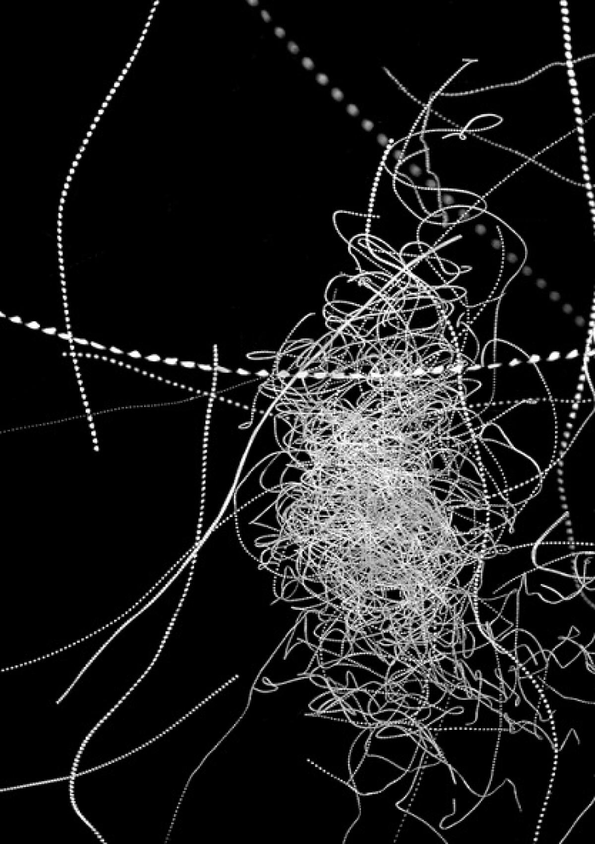 Sciami di insetti: gli ingredienti per il volo perfetto - Leica Picture