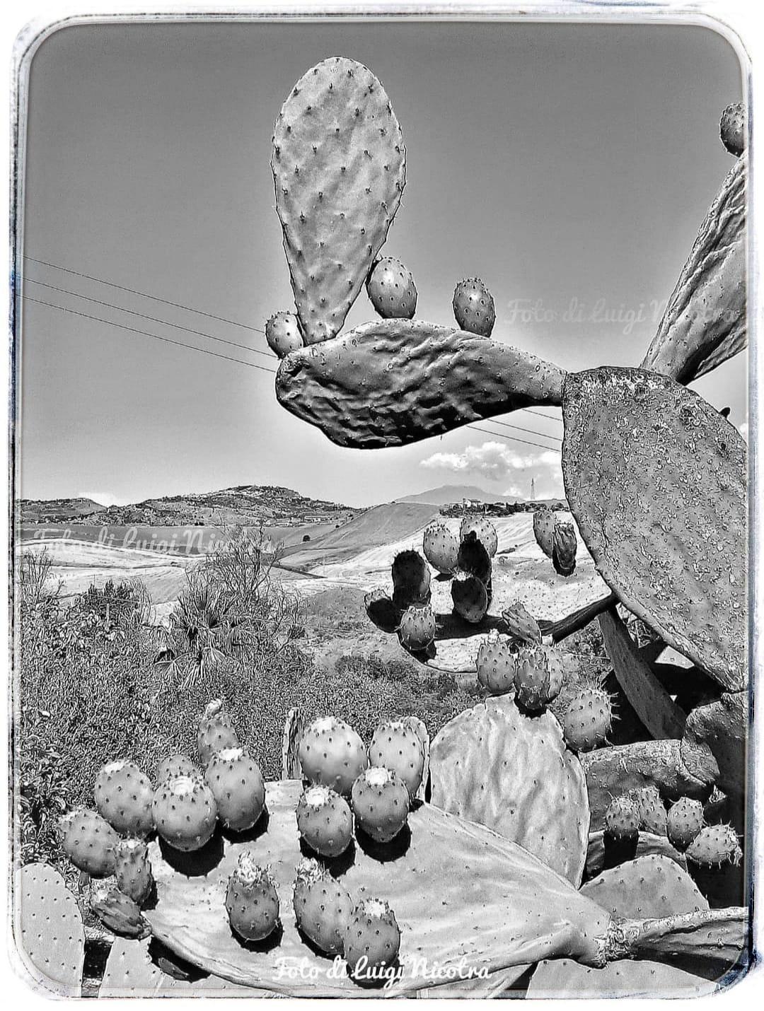 Naturalmente in bianco e nero. Foto by Luigi Nicotra