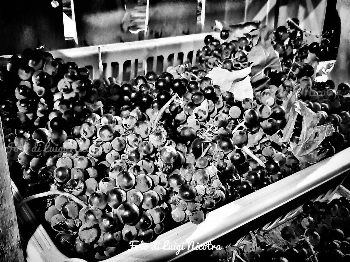 Enna: 'a chiazza' festa dell'uva settembre 2023 - 