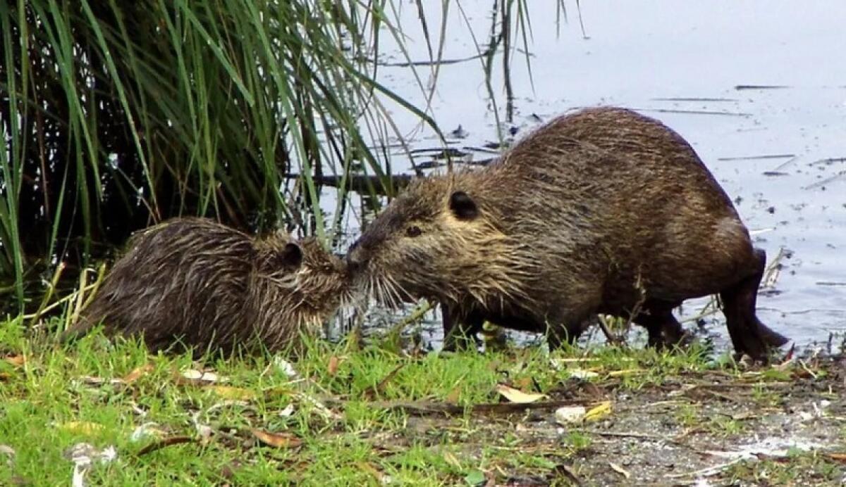 Dopo 500 anni torna il castoro in Italia - 