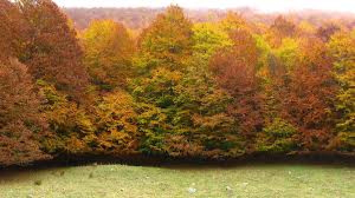 Resilienza delle foreste: così i boschi di faggio italiani si adattano al clima - 