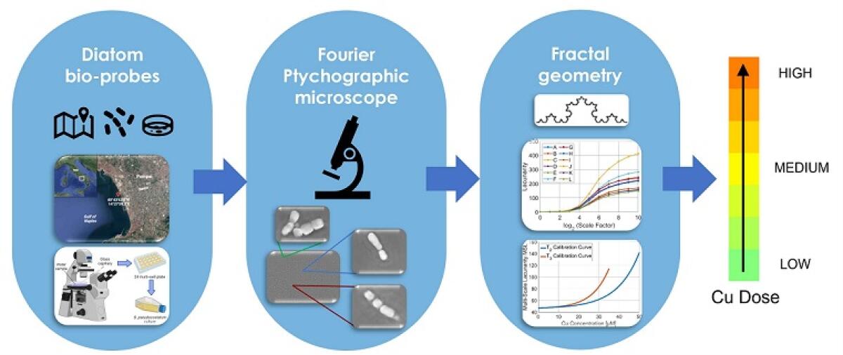 Microalghe come biosensori per il rilevamento di metalli pesanti nell’acqua - 
