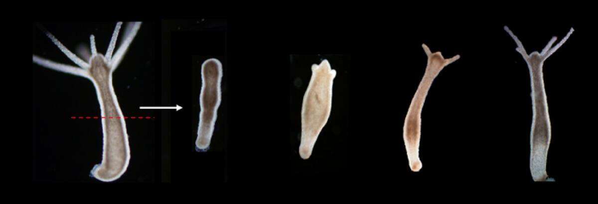 Luce e nanoprismi di oro per rigenerare i tessuti - 