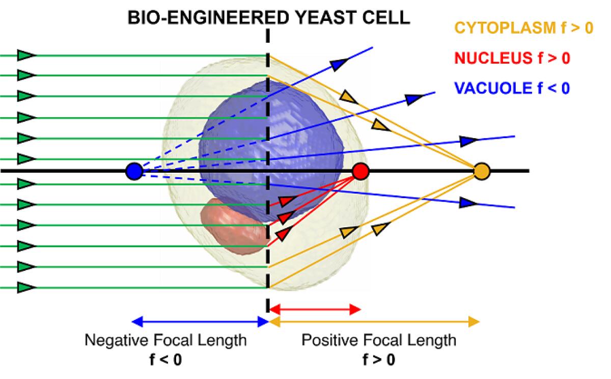 Cellule di lievito ingegnerizzate come microlenti biologiche ottiche - 