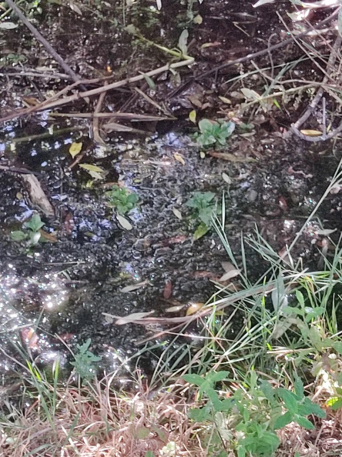 Troina: da anni fuoriuscita di acqua da un tubo dell’acquedotto, nessun intervento per ripararlo - 