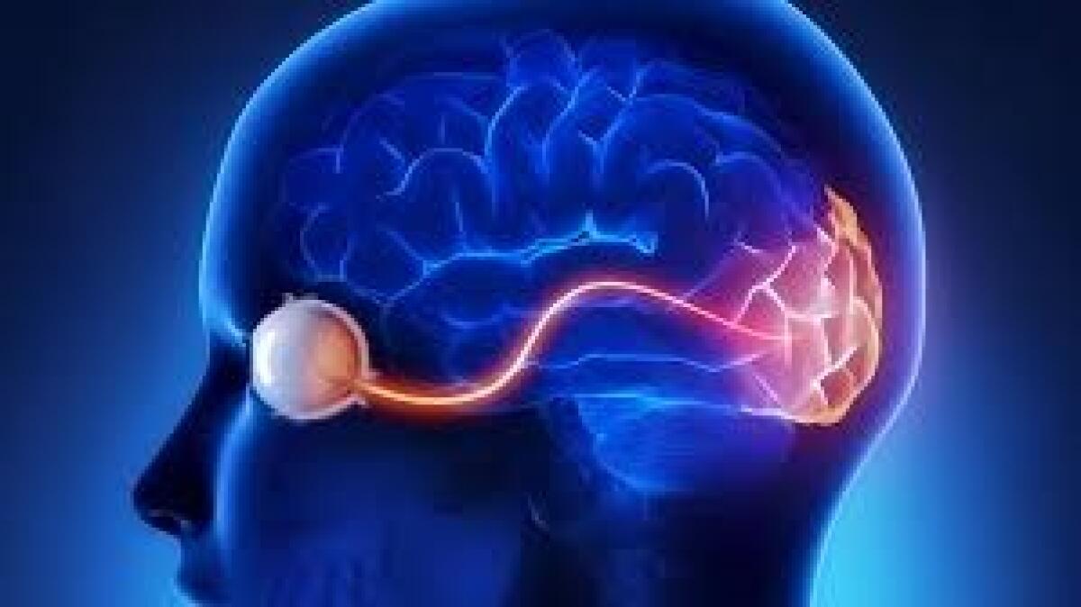 Così le aree visive superiori del cervello influiscono sulla percezione della realtà - 