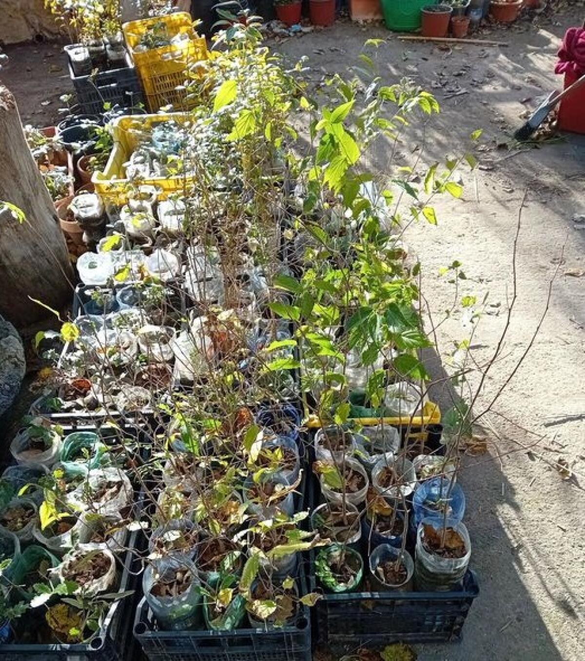 Aidone: altri 150 alberelli autoctoni piantumati nelle aree boschive devastate dagli incendi dagli Escursionisti Erei - 