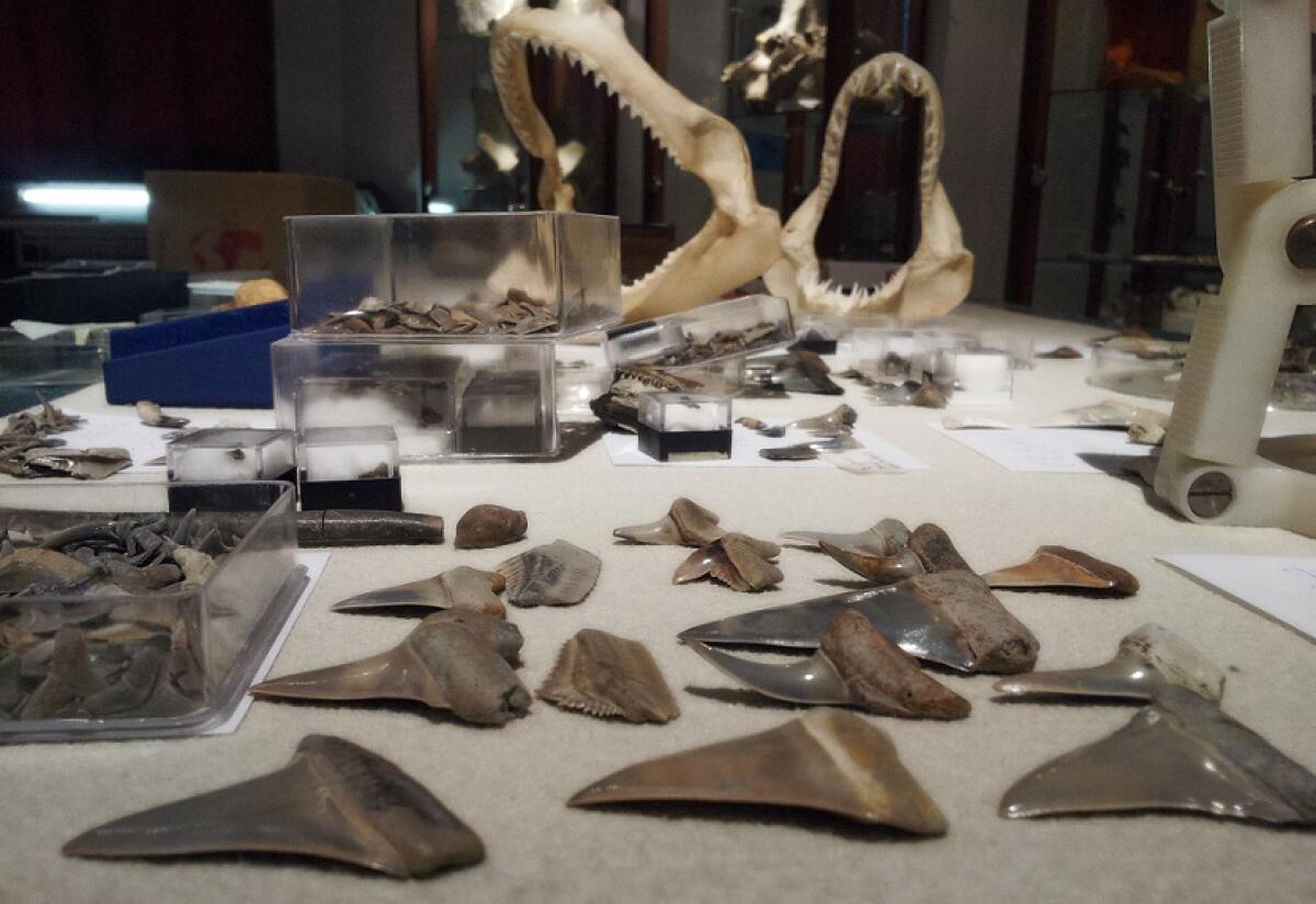 L’IA fa nuova luce sui denti di squalo trovati nella campagna toscana - User comments