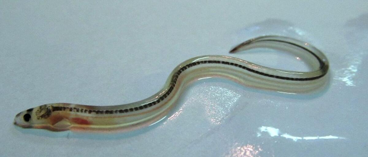 Diversità migratoria è chiave di sopravvivenza per anguille - 