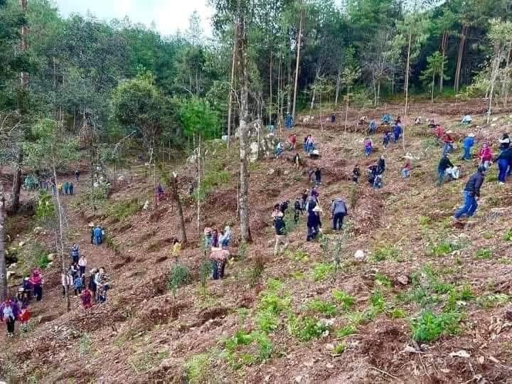 Aidone: altri 150 alberelli autoctoni piantumati nelle aree boschive devastate dagli incendi dagli Escursionisti Erei