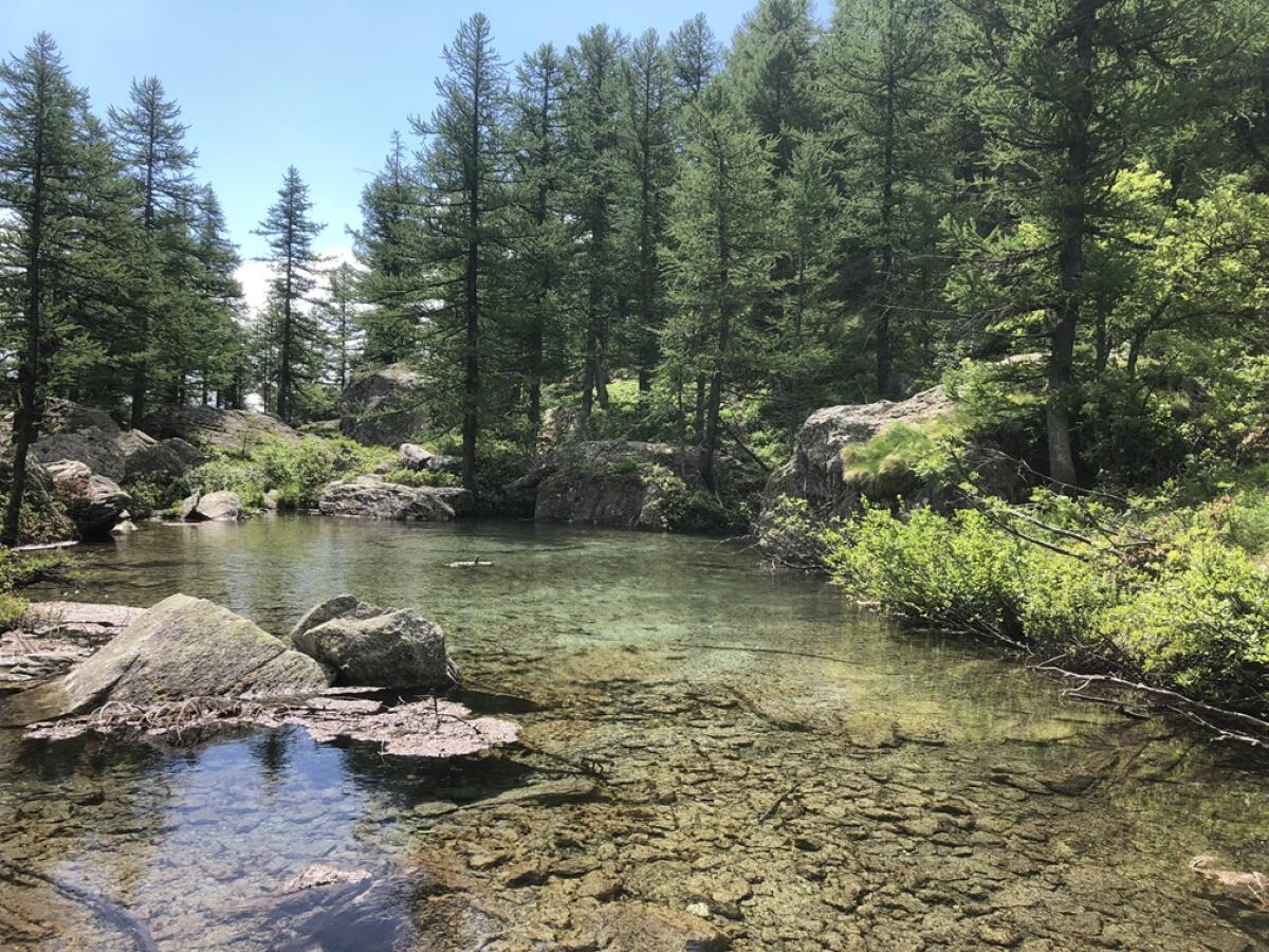 La corteccia dell’abete per proteggere la salute - 