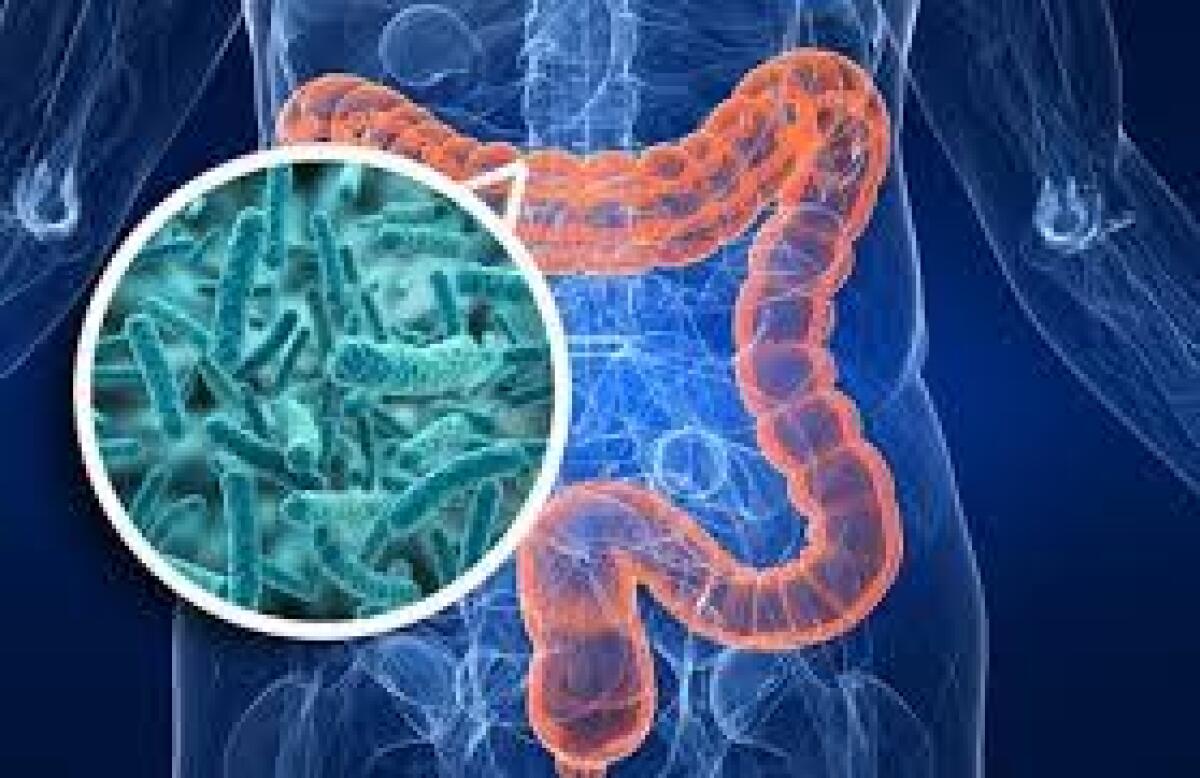 Un batterio intestinale alleato contro l’obesità e il diabete - 