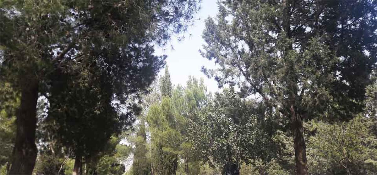 Catenanuova: Parco San Prospero - 