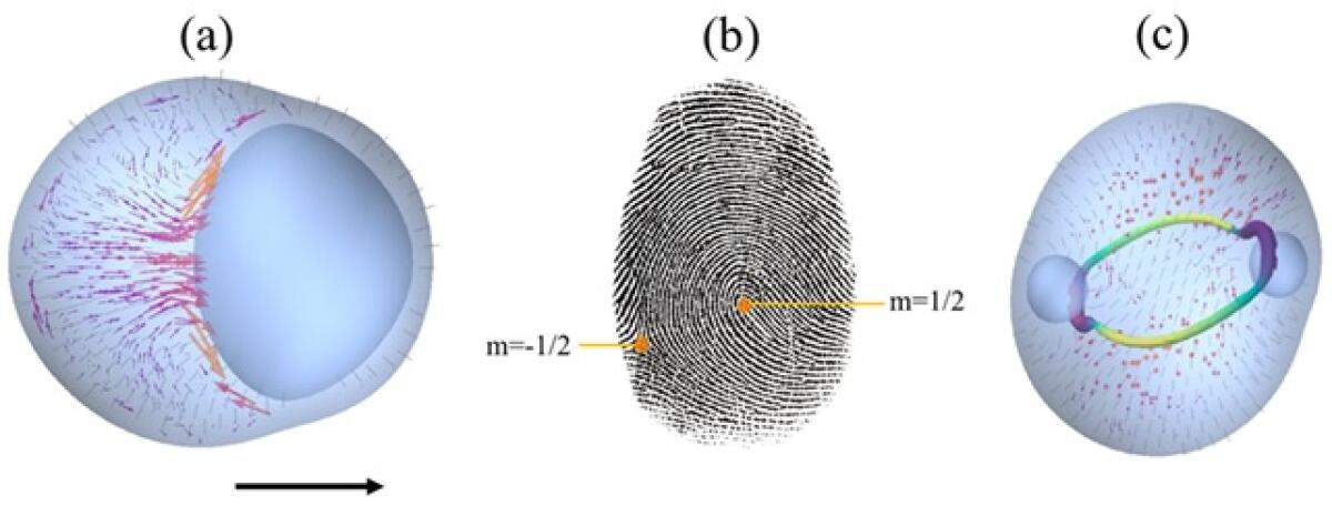 Le sorprendenti proprietà dei cristalli liquidi attivi - 