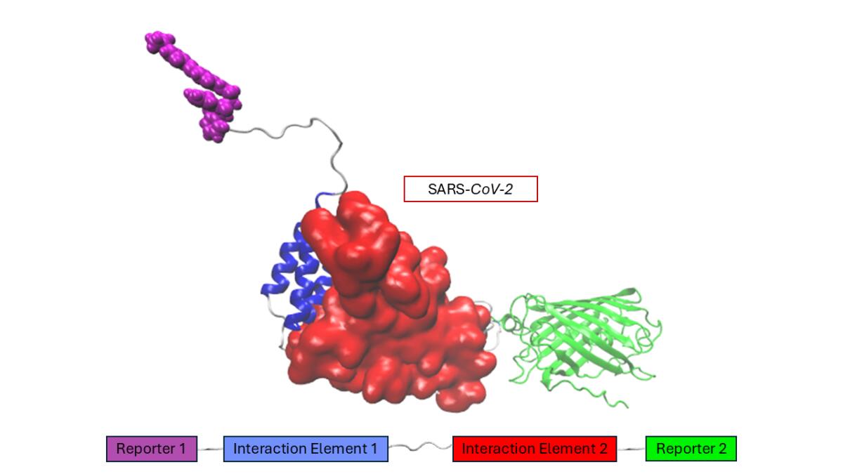 Un biosensore innovativo per la rilevazione rapida dei virus - 