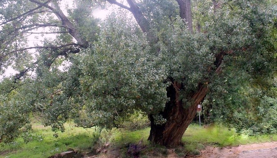 Agira. Riserva Naturale del Vallone di Piano della Corte