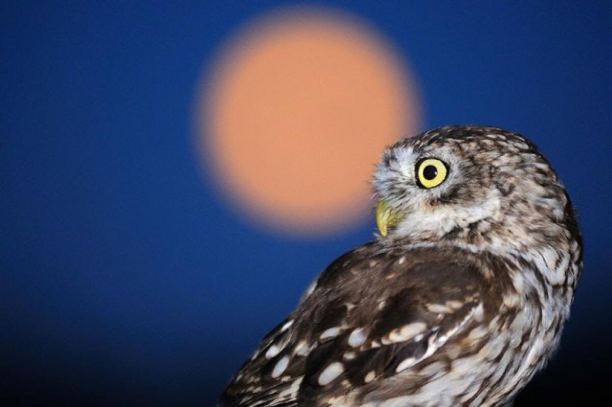 Una nuova metodologia per il monitoraggio della fauna selvatica - 