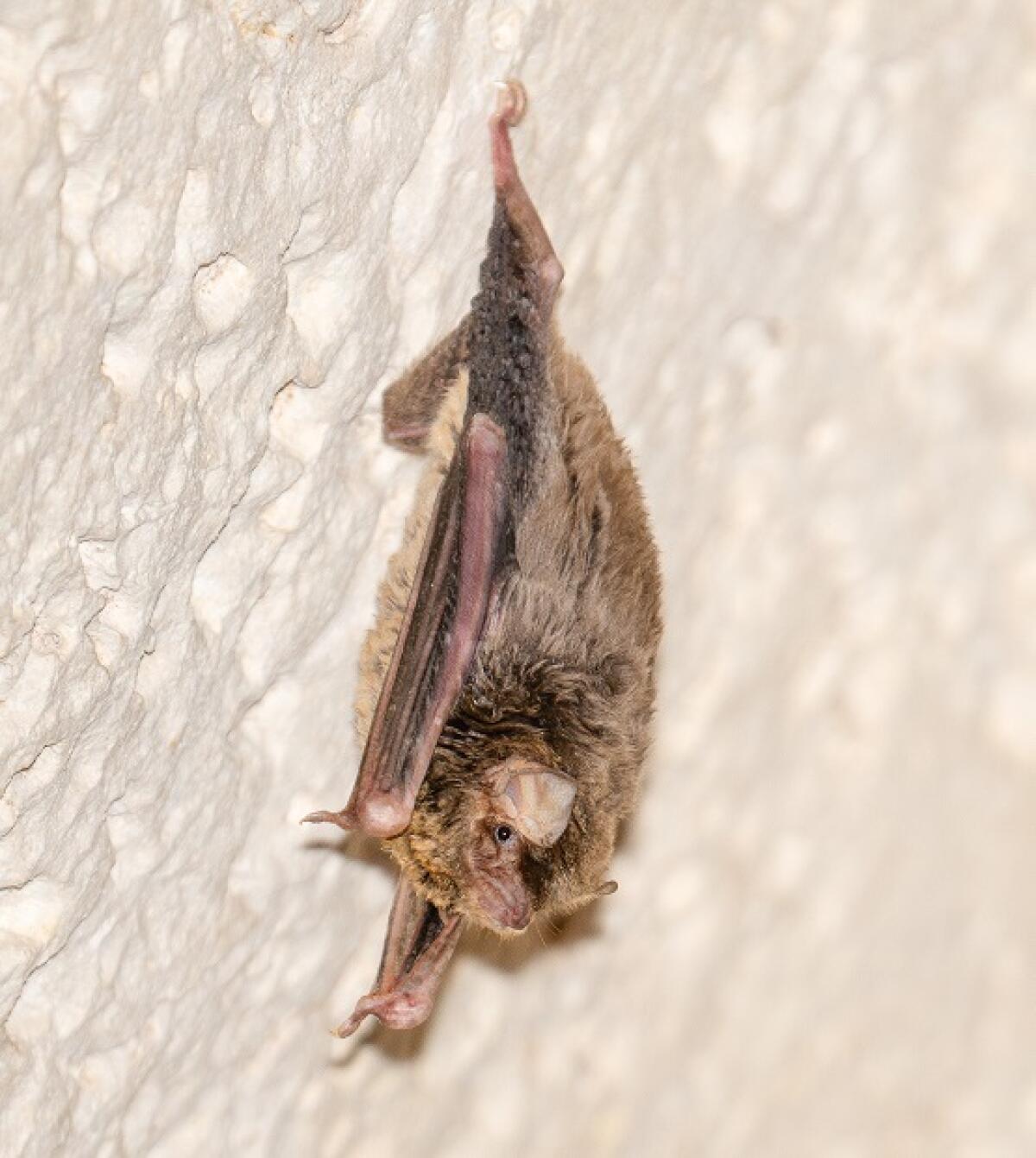 Un pipistrello africano tra i vicoli di Lampedusa: scoperta nuova specie per l’Europa - 