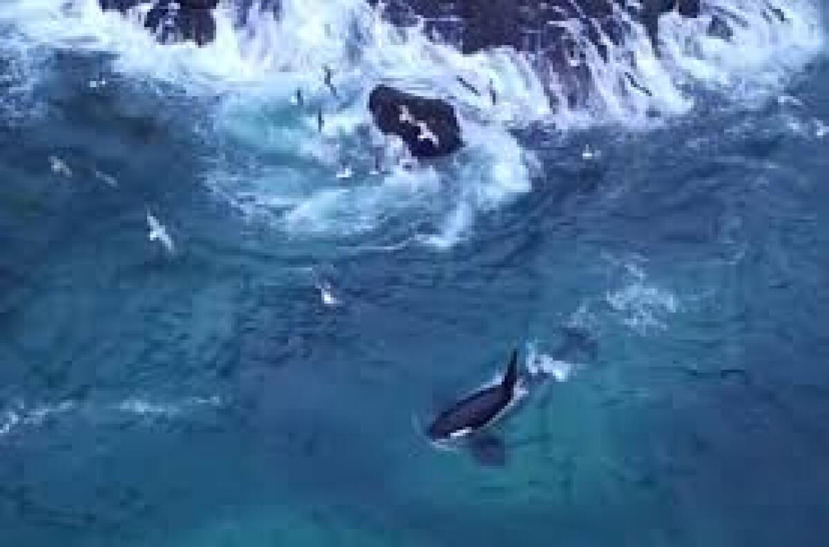 Tra strikers e helpers, così cacciano le orche in branco - 