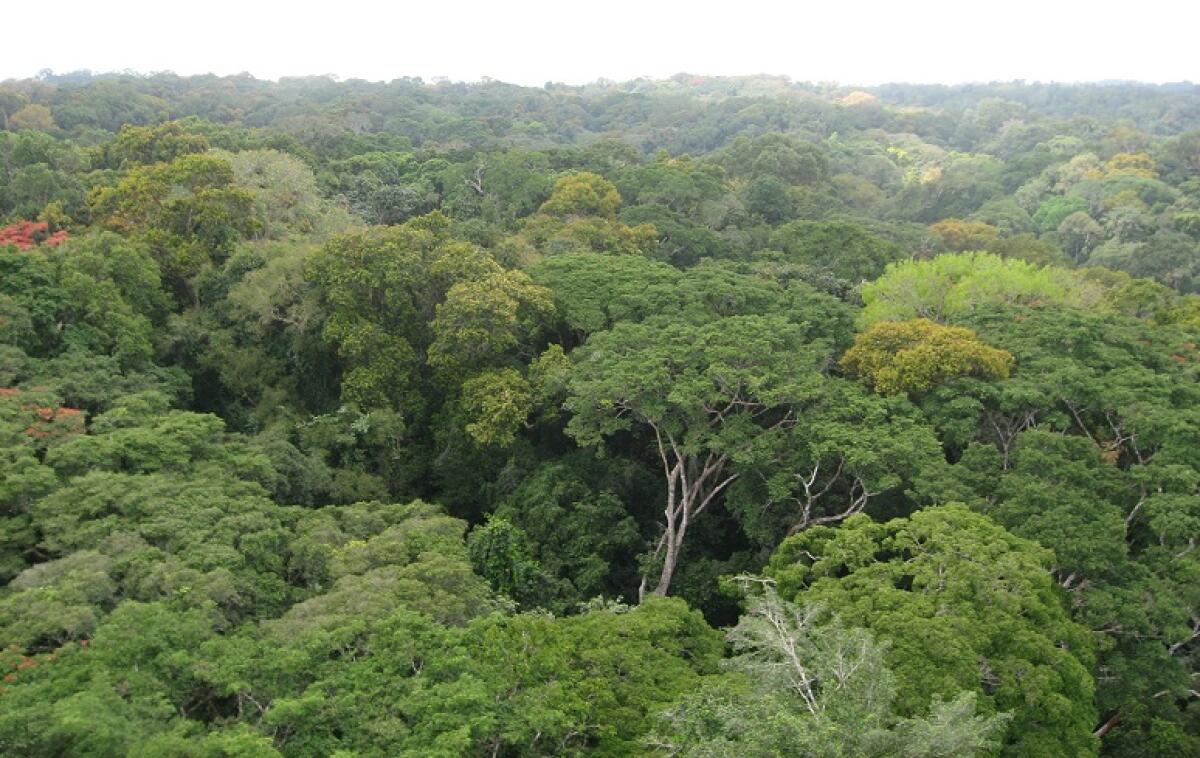 L’efficienza delle piante nel “catturare” il carbonio - 