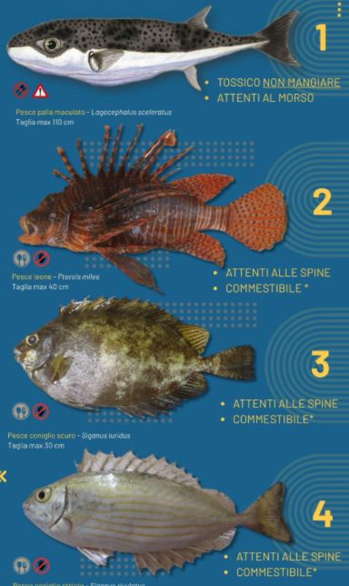 “Attenti a quei 4!”: occhi aperti in mare per scovare gli alieni invasivi - 