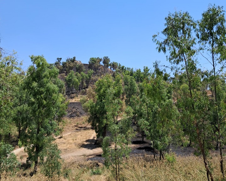 Aidone. Devastante incendio nell’area archeologica di Morgantina, nella zona della Cittadella