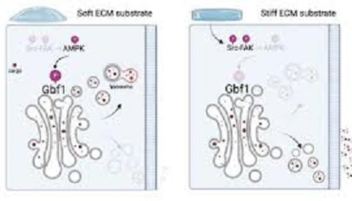 Rigidità dei tessuti e secrezione cellulare: un legame chiave - 