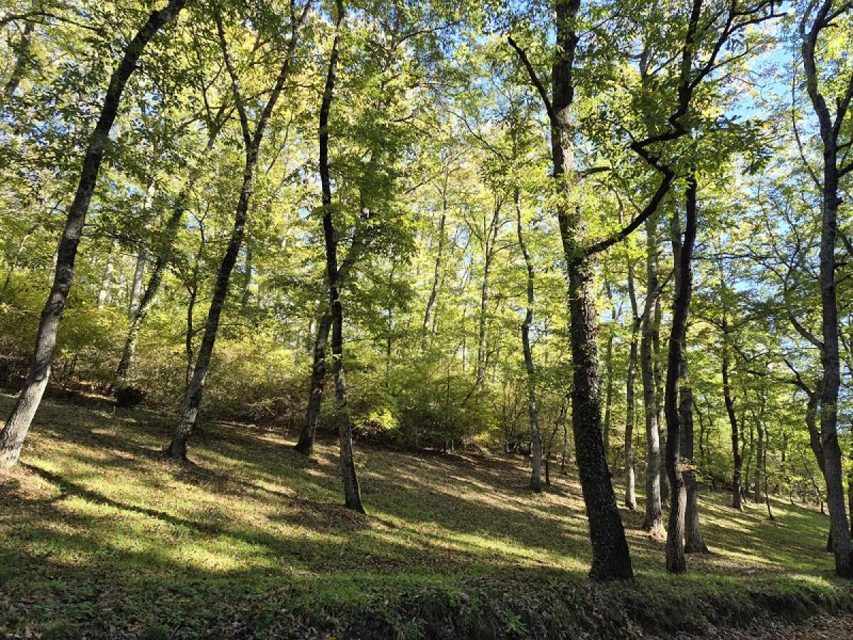 Foreste europee e clima: l'importanza della scelta delle specie arboree - 