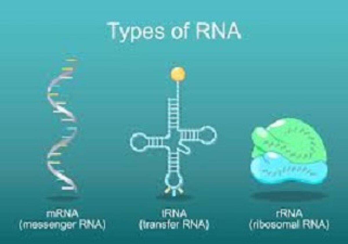 Molecola RNA regola sopravvivenza cellule di medulloblastoma - 