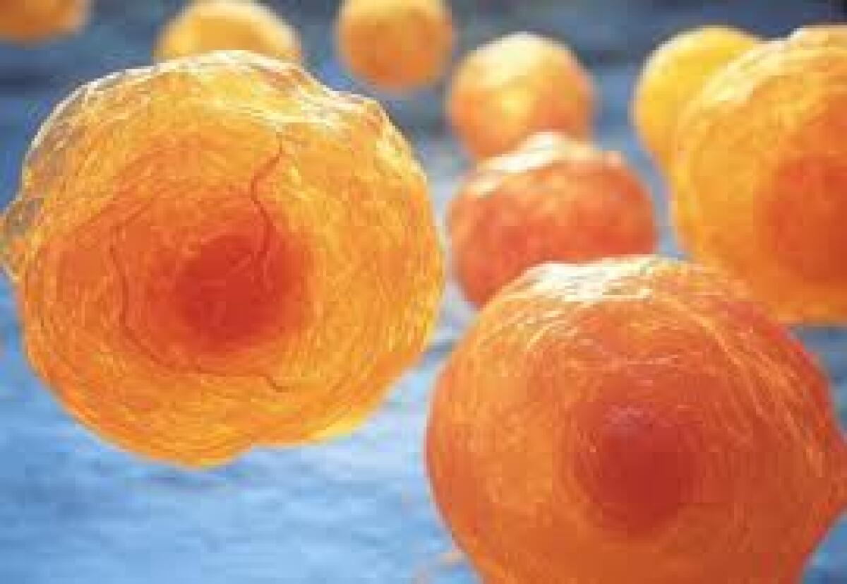 Nel recettore dei glucocorticoidi una chiave per la progressione del tumore ovarico - 