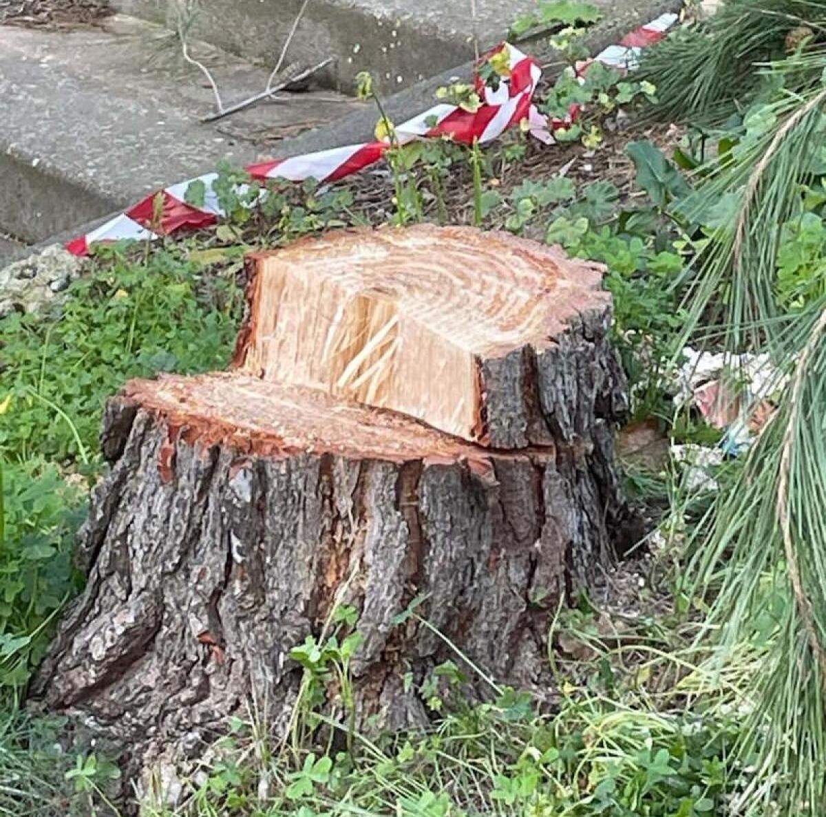 Enna. Non si placano le polemiche su taglio alberi alla villa Torre di Federico e sull'Autodromo di Pergusa - 