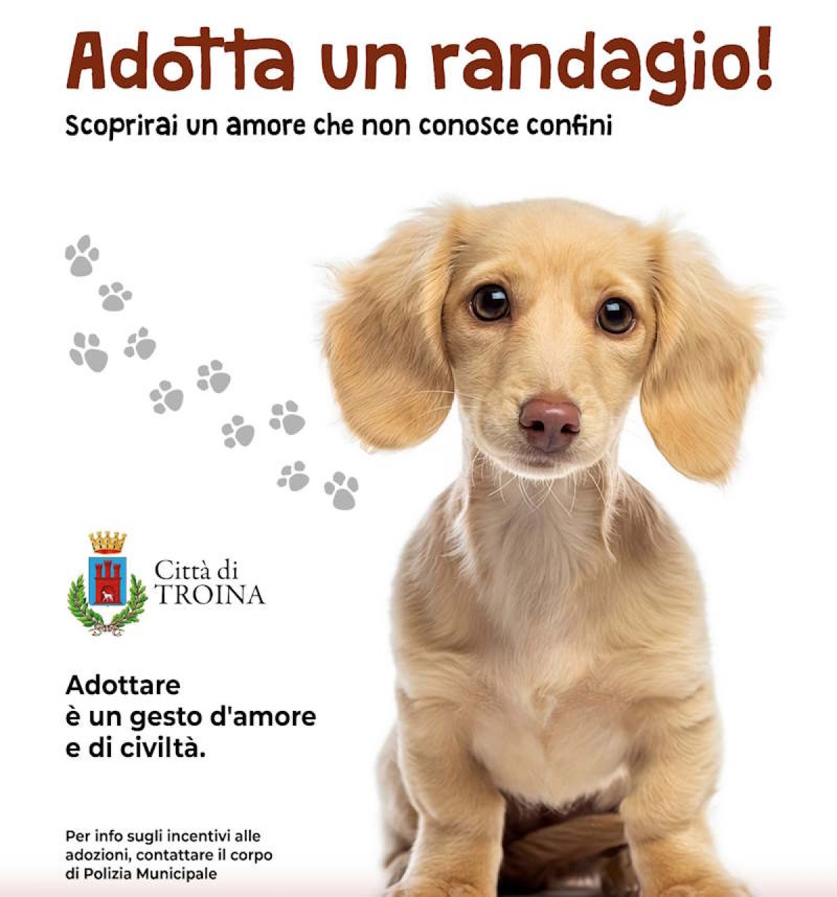 Troina: 400 € per chi adotta un cane randagio - 