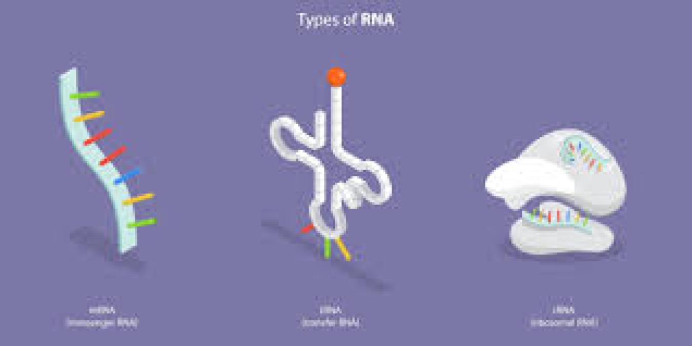 Così le cellule riconoscono ed elaborano le informazioni genetiche contenute nell’RNA - 