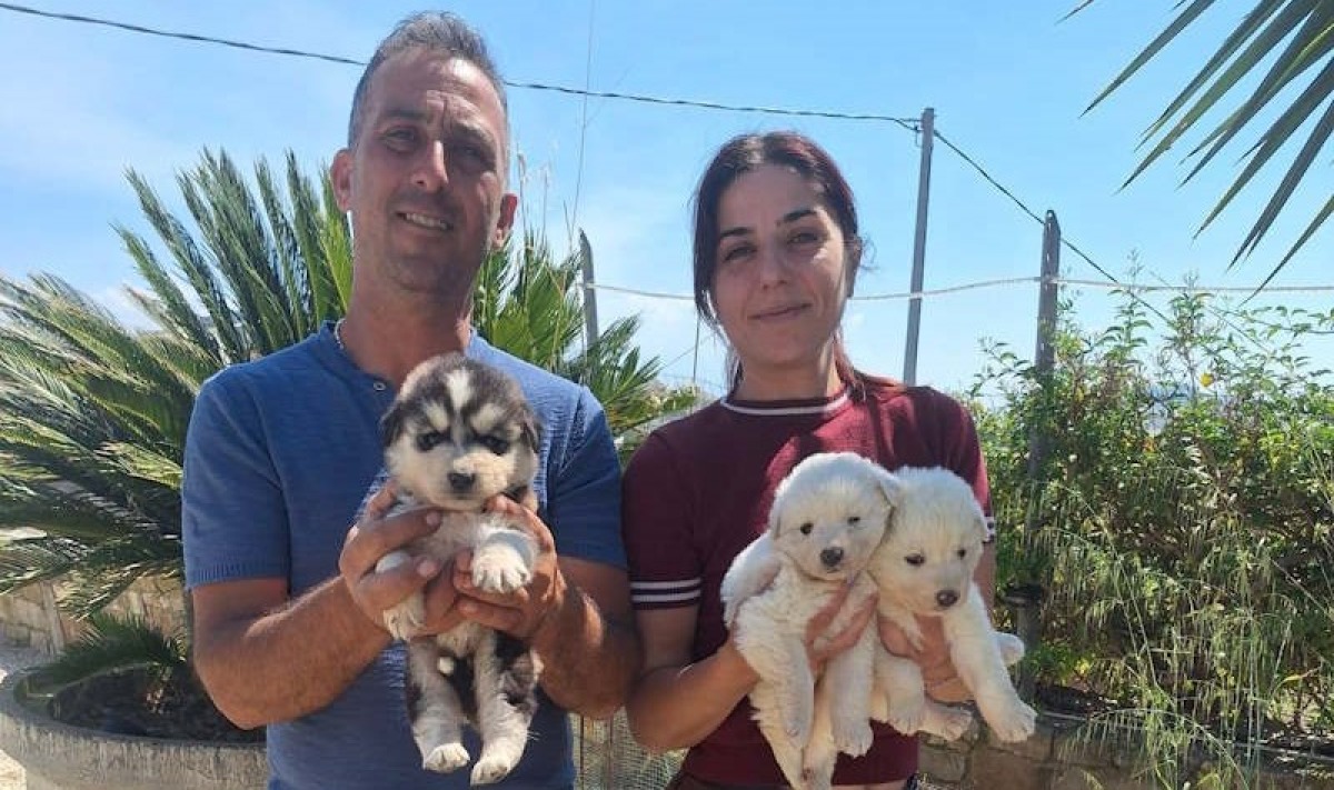 Storia a lieto fine per tre cuccioli abbandonati nella zona di Dittaino - 