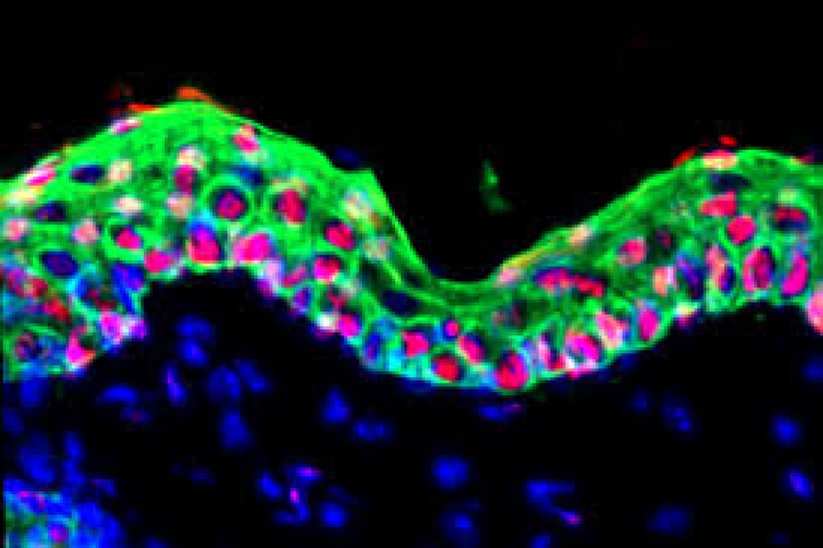 Una “memoria nascosta” guida il destino delle cellule staminali - 