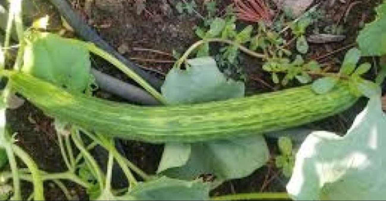 La facussa (o cucummuru) è uno degli ortaggi più antichi del Mediterraneo - 