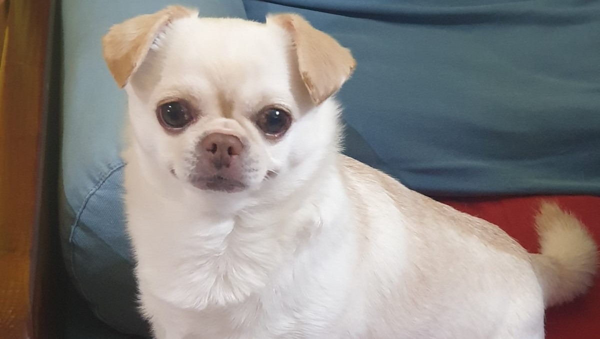 Aidone: muore cagnolino e si rivolgono ad agenzia funebre per la cremazione  - 