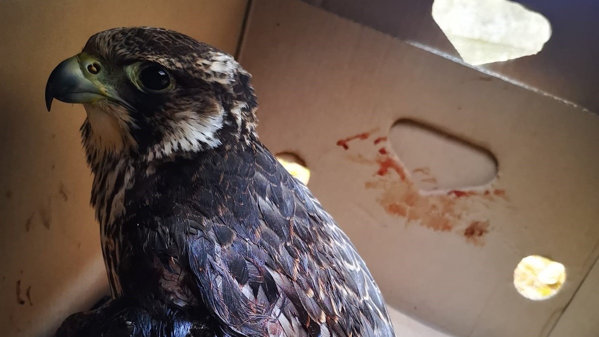 Giovane esemplare di falco pellegrino salvato da morte certa sulle pendici dei Nebrodi, - 