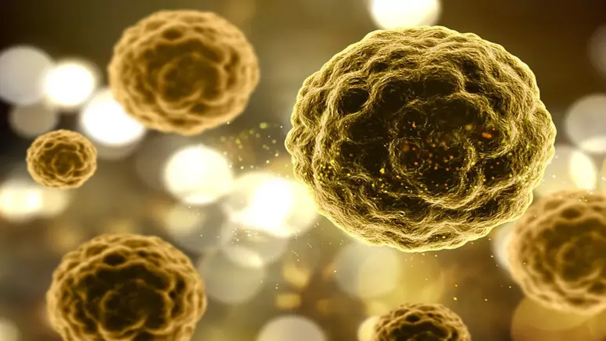 Cellule zombie nell'organismo che invecchia - 
