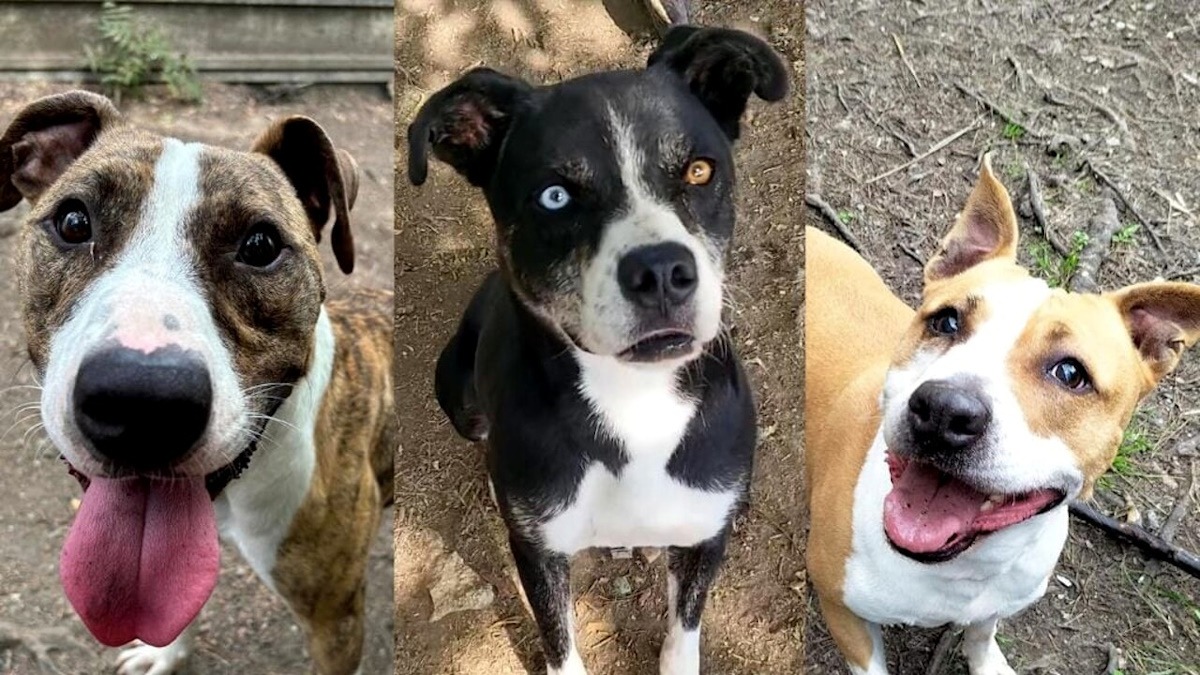 Sterilizzazioni, adozioni e cani di quartiere: Enna riscrive le regole sugli animali - 