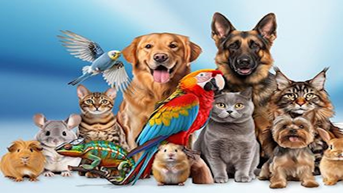 Enna, nuovo regolamento sugli animali d'affezione - 